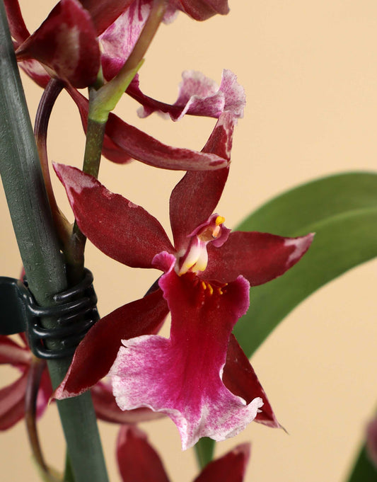 Burrageara 'Barrocco Red'
