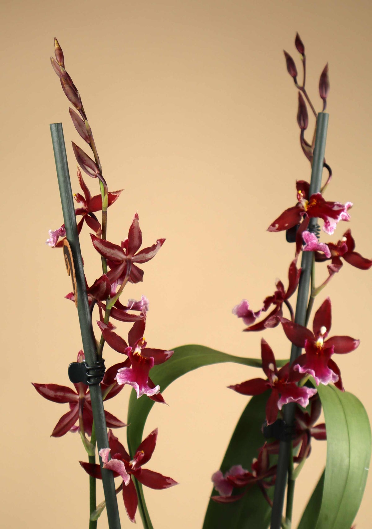 Burrageara 'Barrocco Red'