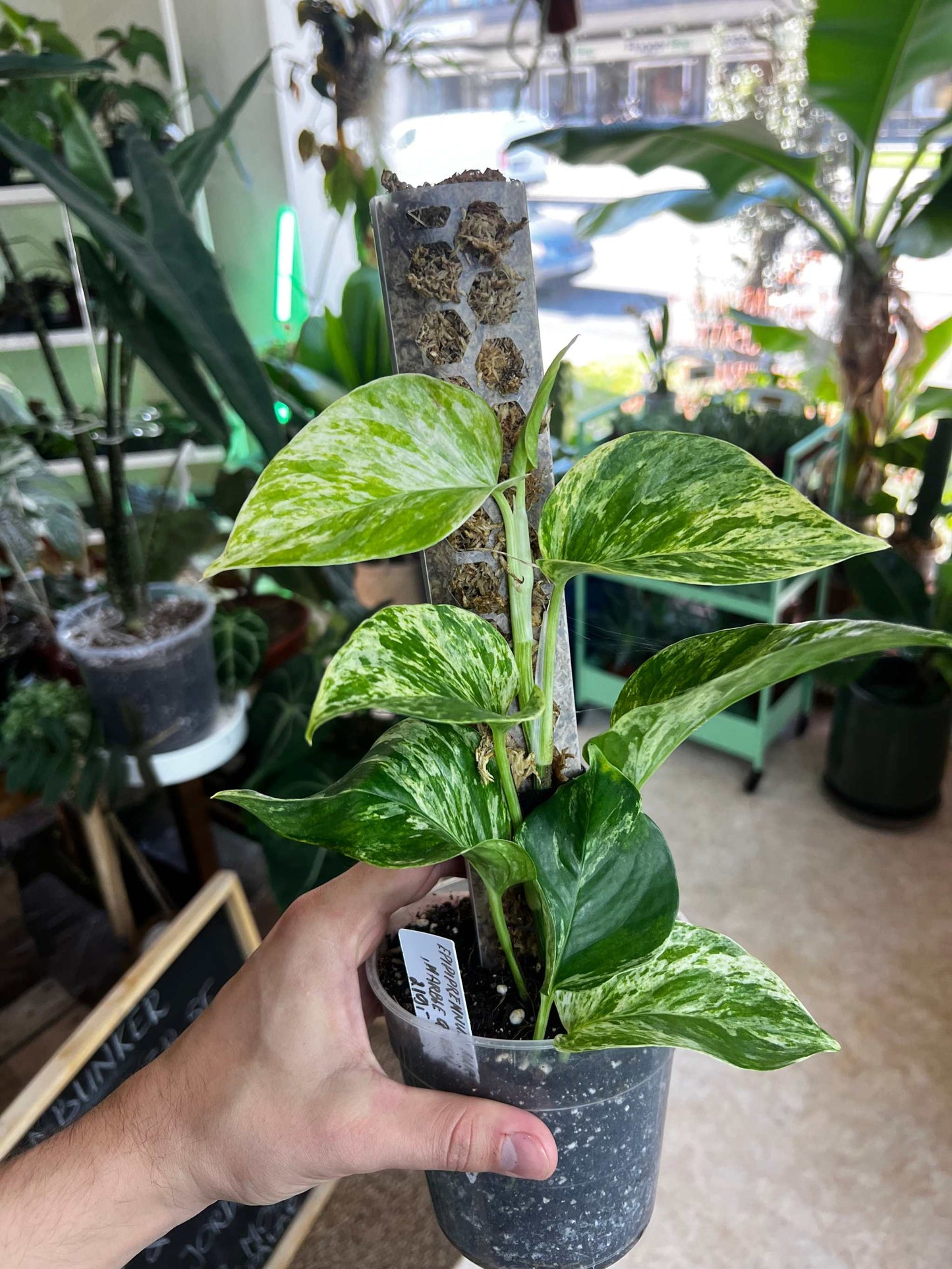 Epipremnum aureum 'Marble Queen'