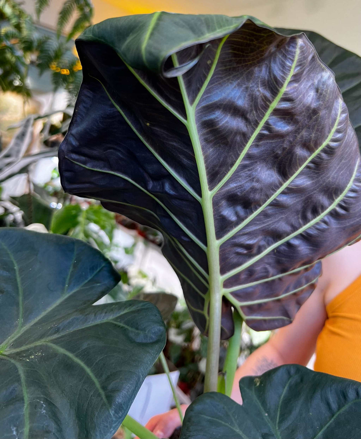 Alocasia 'Regal Shields'