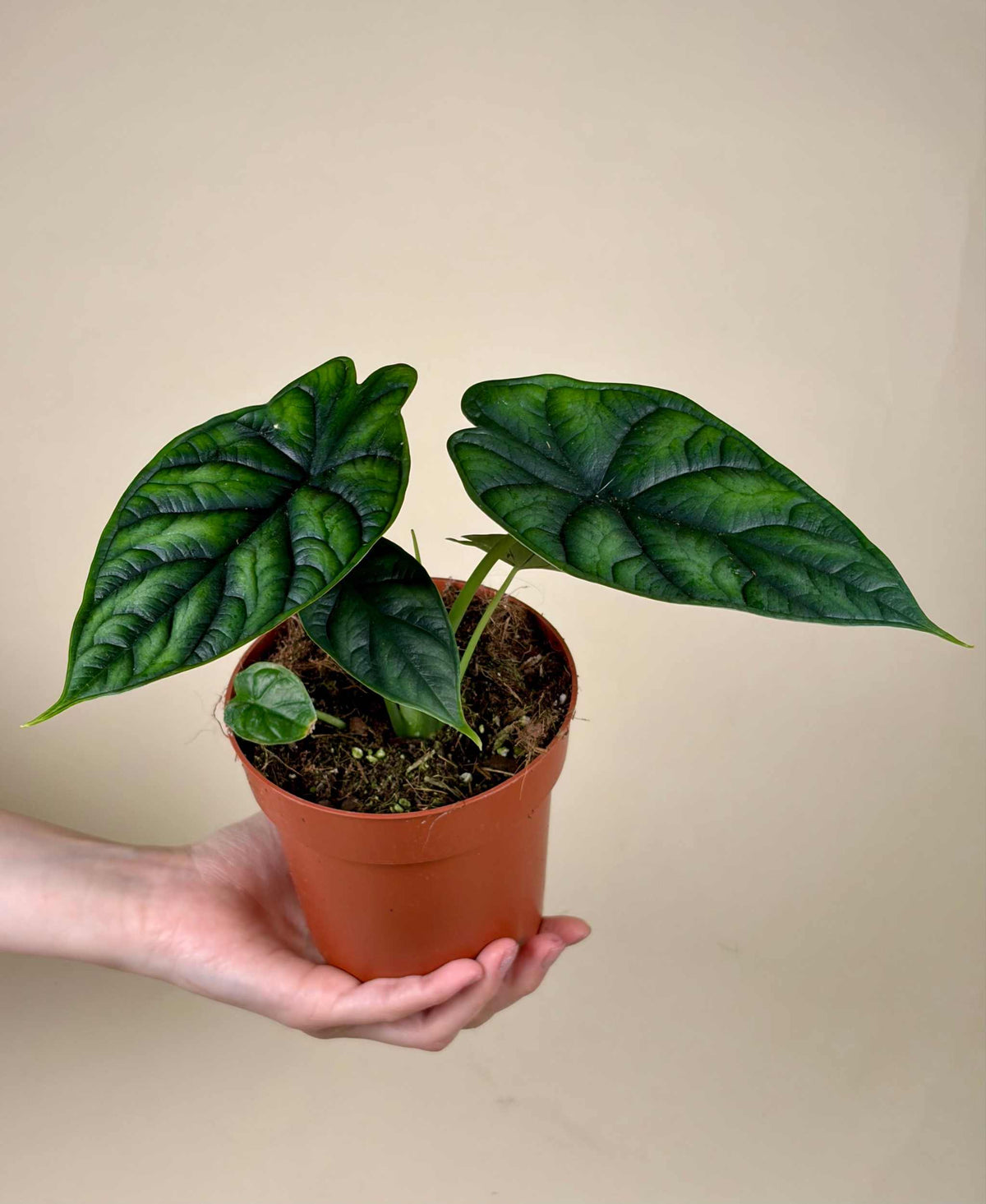 Alocasia baginda 'Dragon Scale'