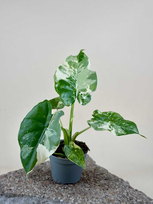 Alocasia 'Gageana Albo Variegata'