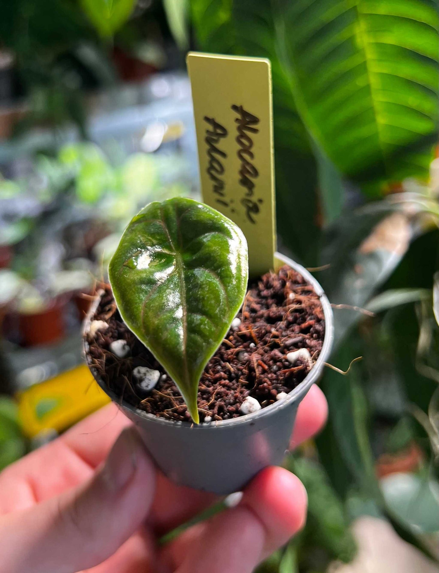 Alocasia azlanii