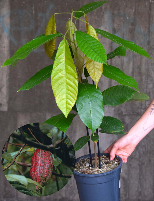 Cacao tree, 'Theobroma cacao'