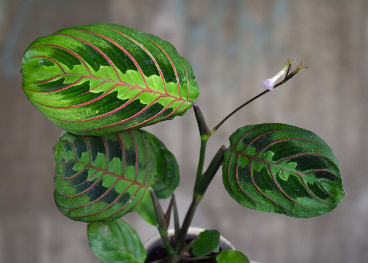 Moses stentavlor 'Maranta leuconeura' Tricolor