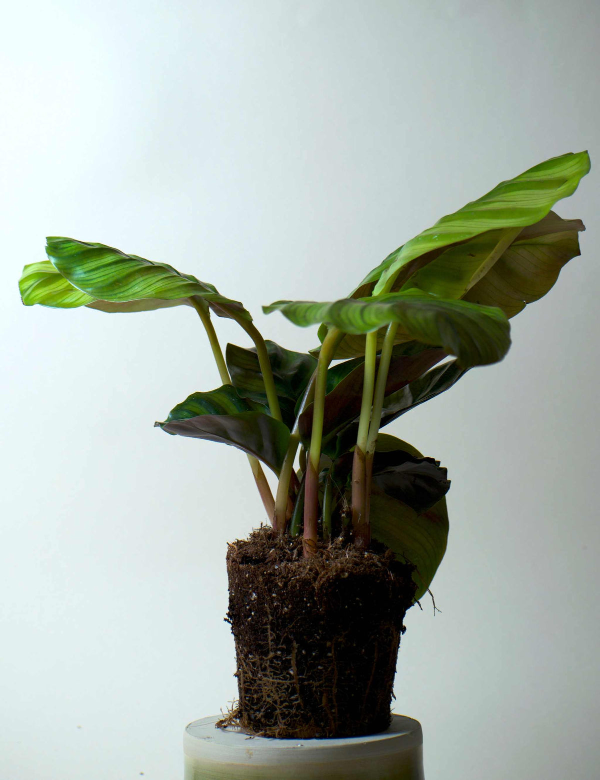 Calathea fasciata