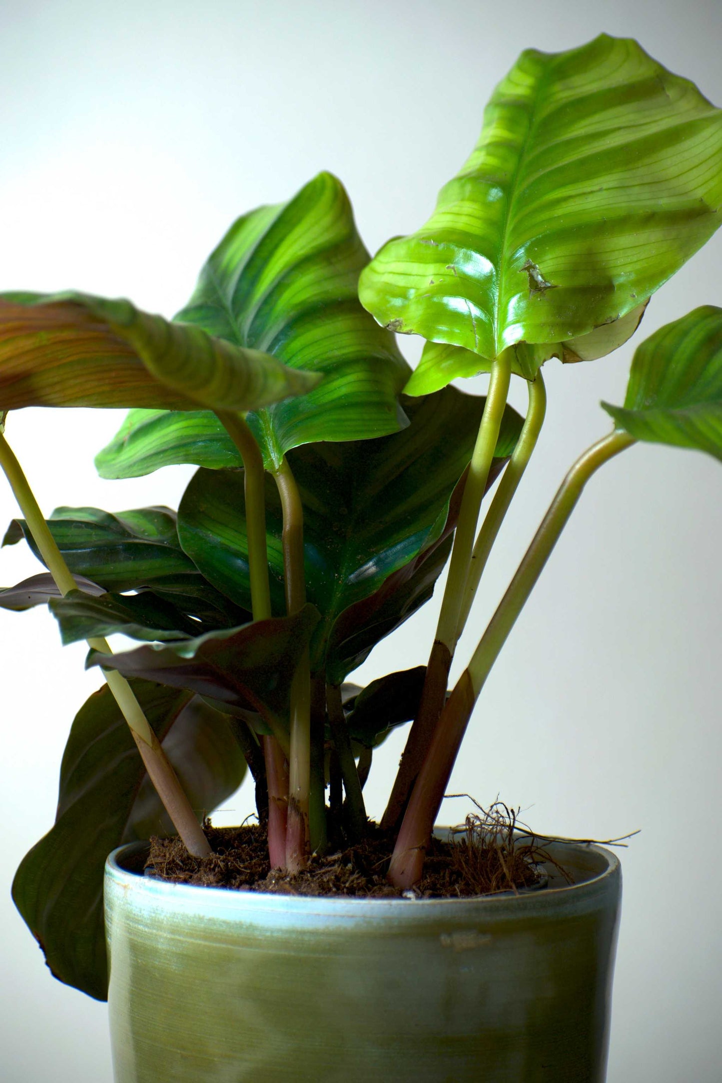 Calathea fasciata