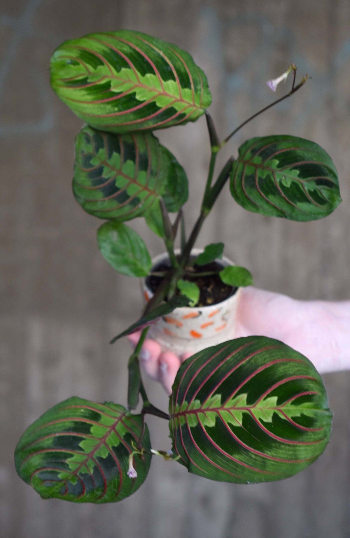 Moses stentavlor 'Maranta leuconeura' Tricolor