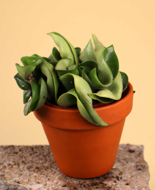 Hoya carnosa 'compacta'