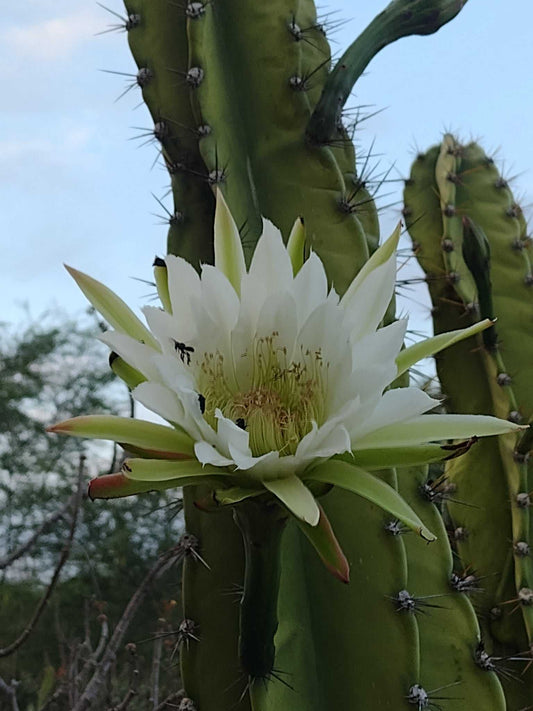 Cereus jamacaru (utan taggar)
