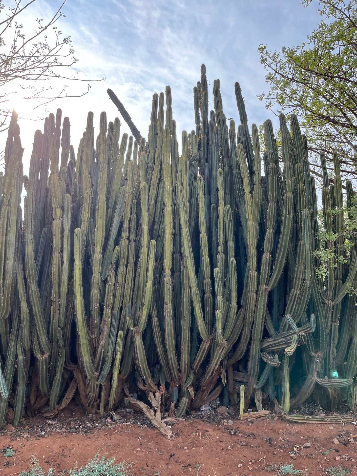 Cereus jamacaru (utan taggar)