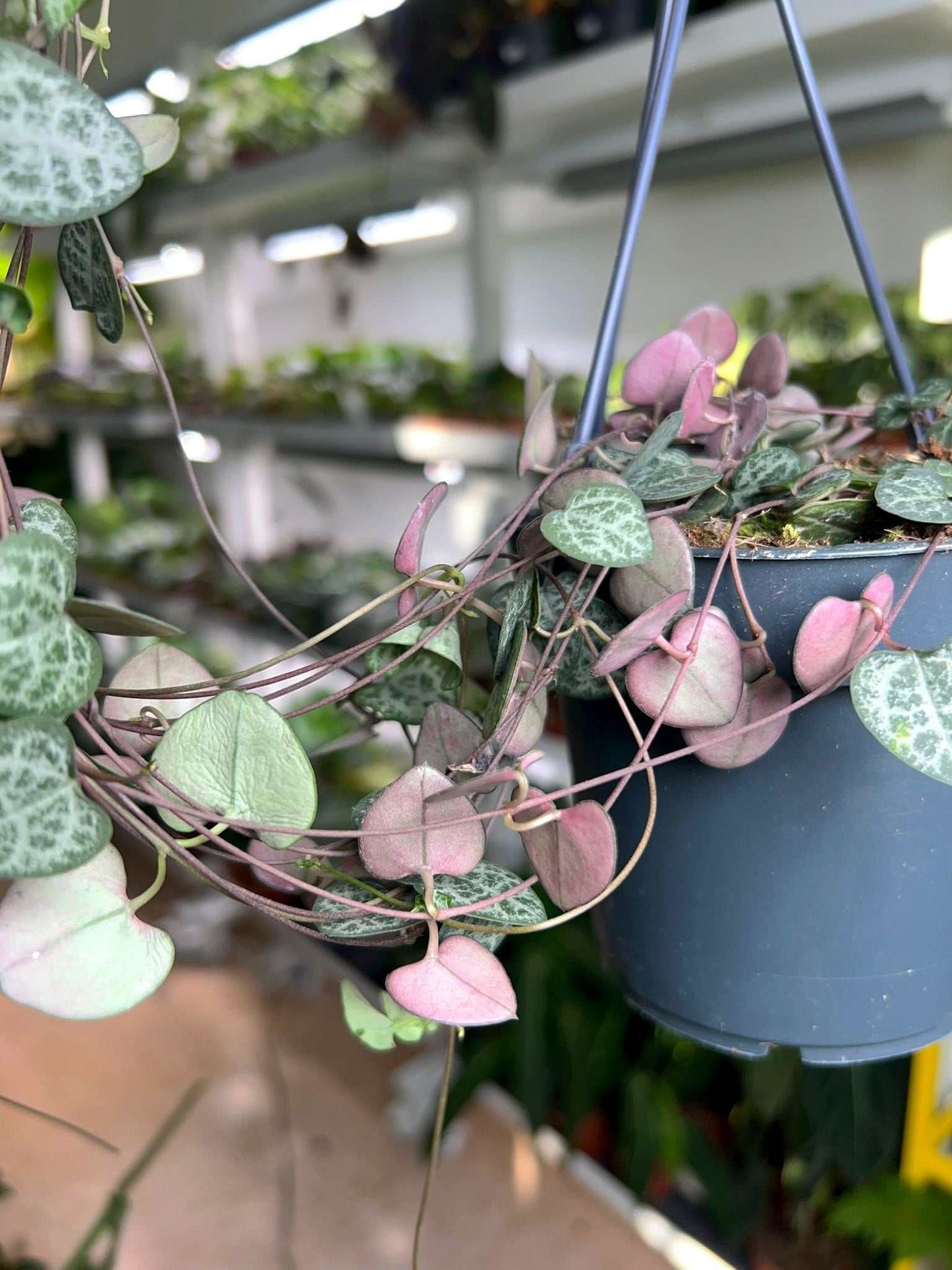 Leuchterblume 'Ceropegia Woodii Variegata'