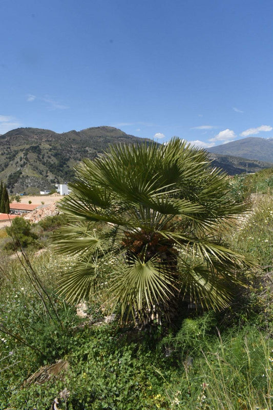 Köldtålig Dvärgpalm | Chamaerops humilis