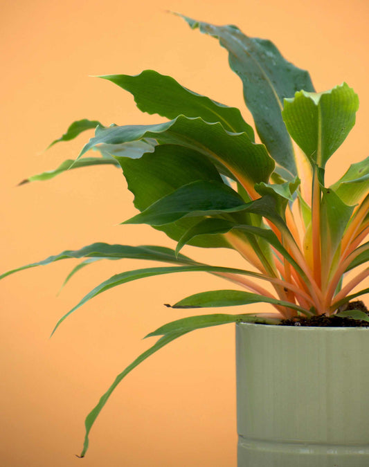 Chlorophytum orchidastrum 'Kamerunlilja'