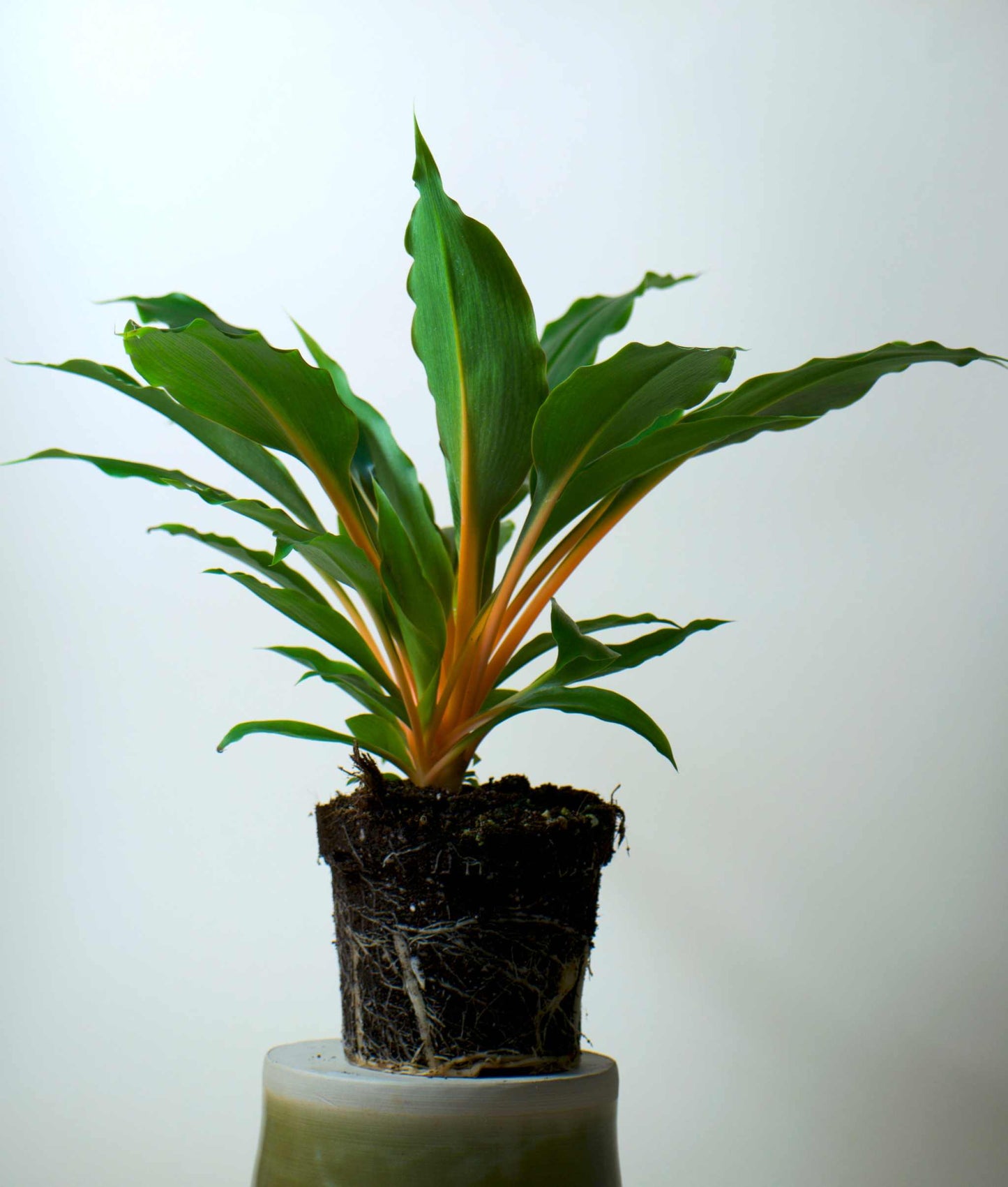 Chlorophytum orchidastrum 'Kamerunlilja'