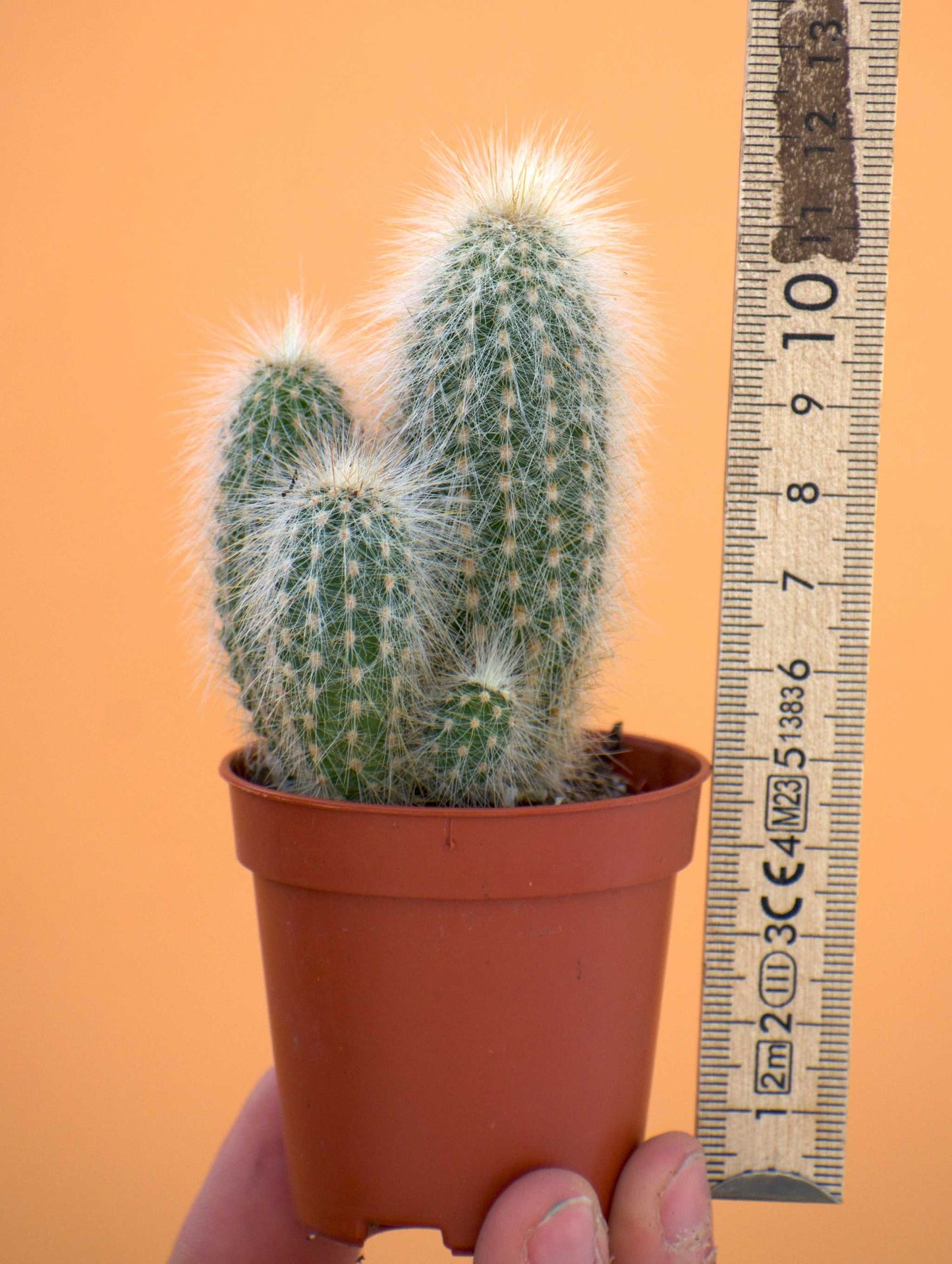 Cleistocactus strausii ' Silverpelare'
