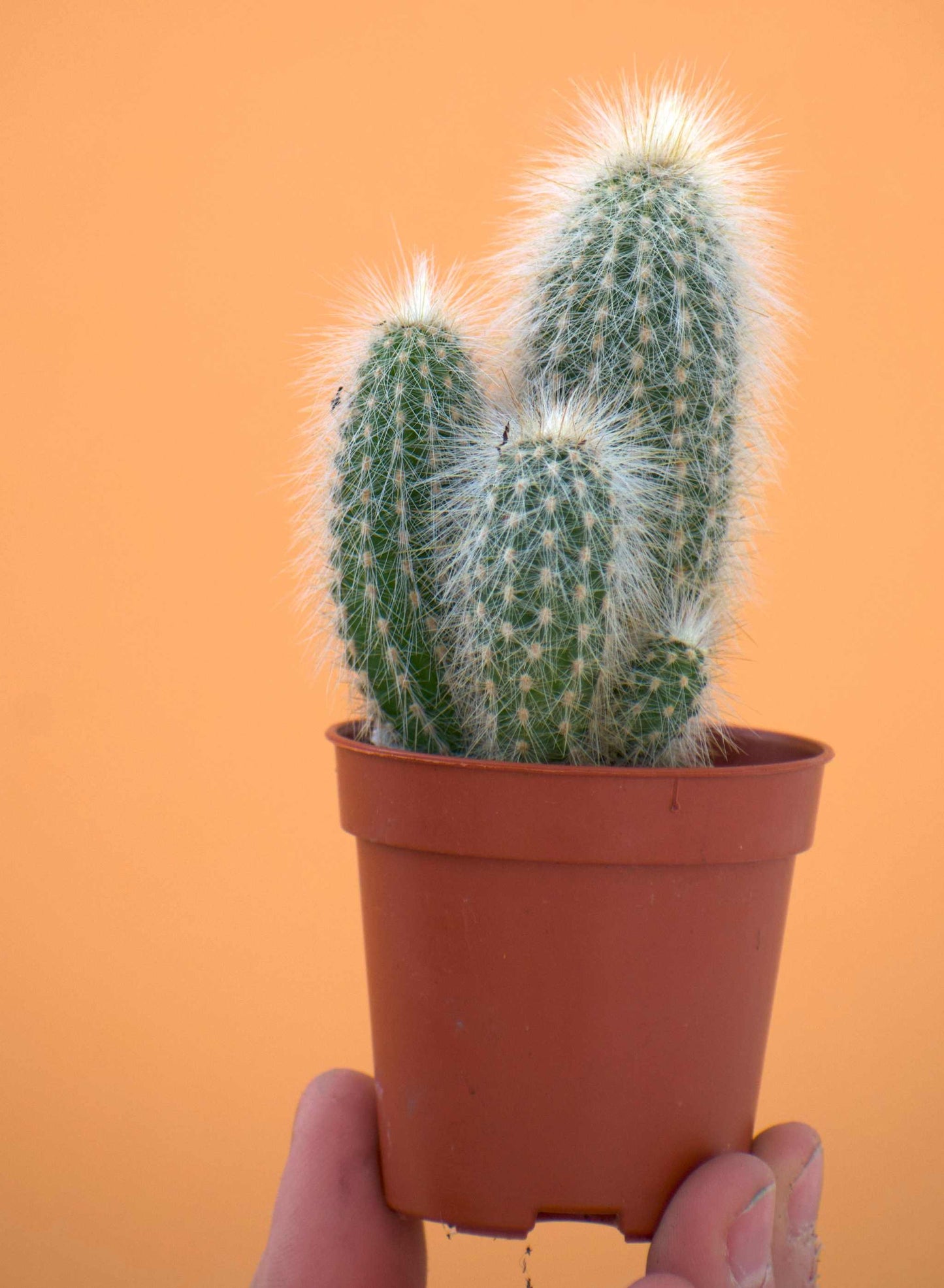Cleistocactus strausii ' Silverpelare'