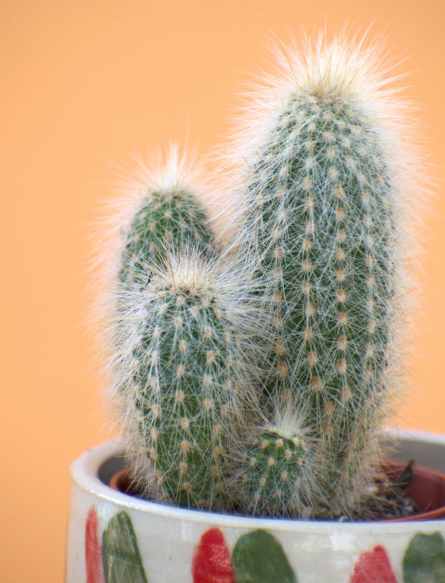 Cleistocactus strausii ' Silverpelare'
