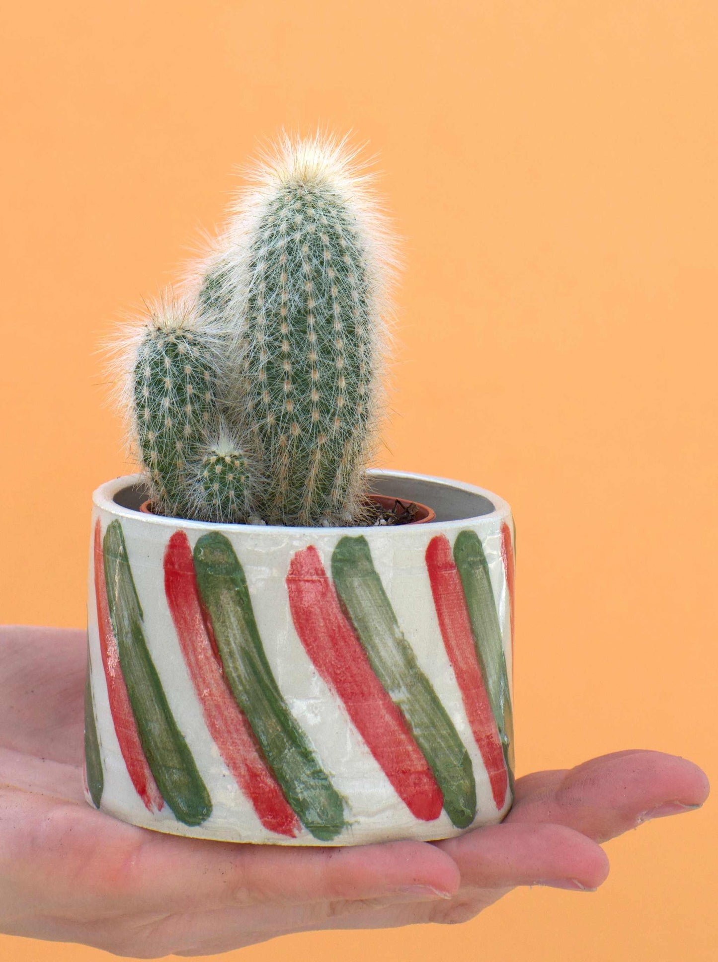 Cleistocactus strausii ' Silverpelare'