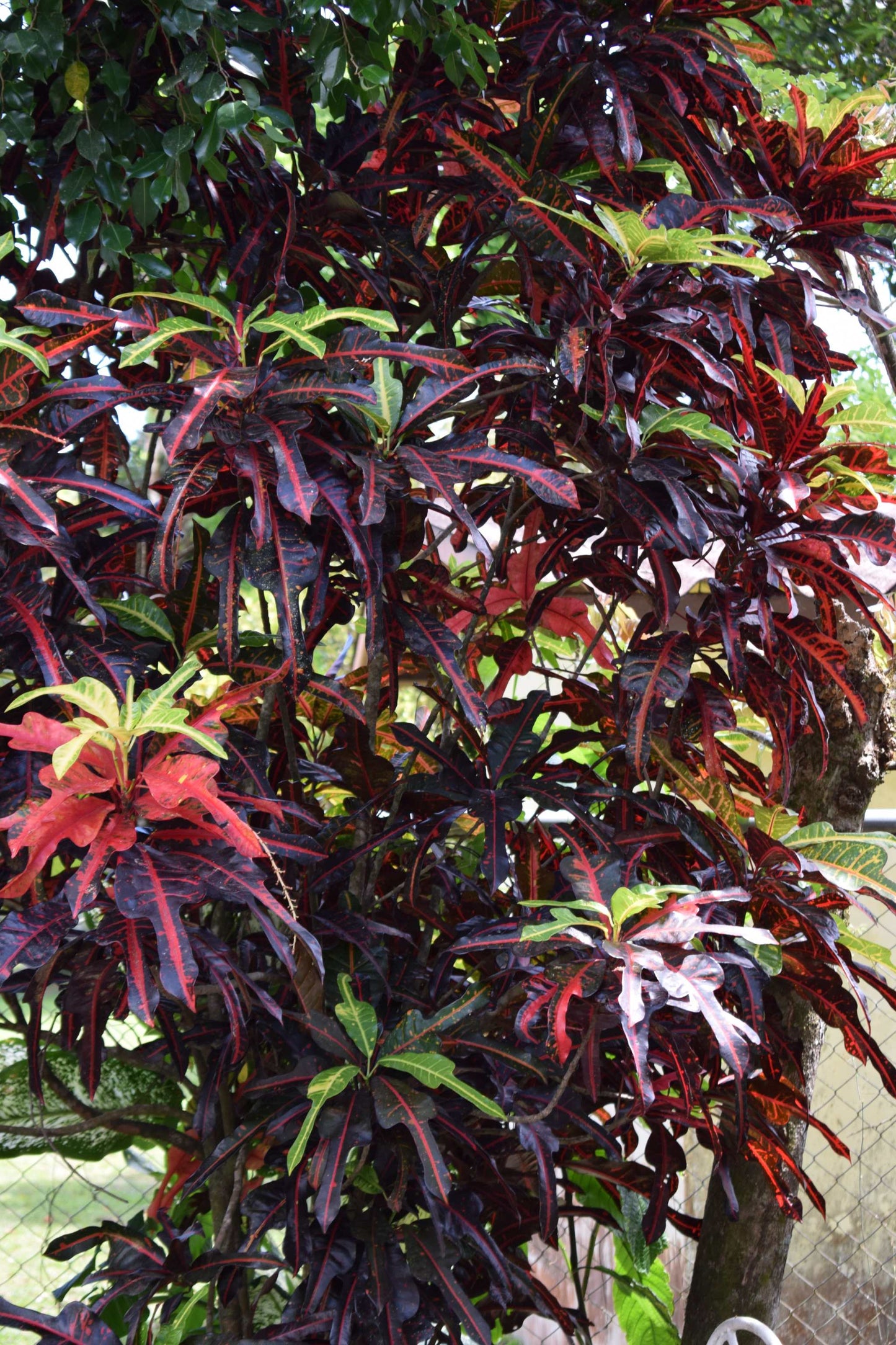 Codiaeum variegata
