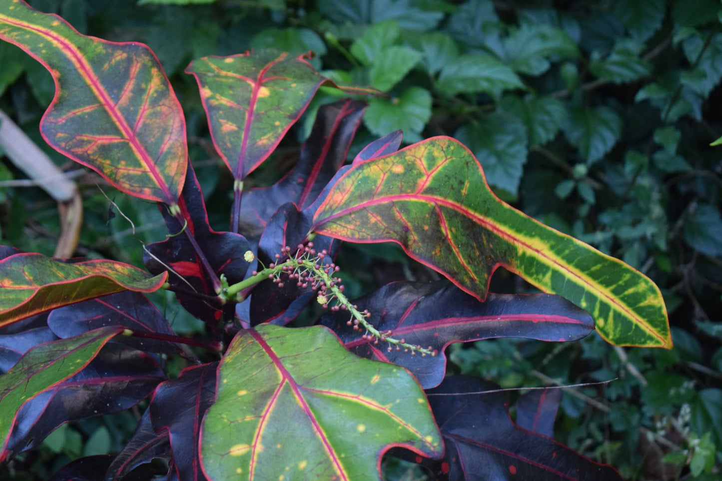 Codiaeum variegata blad