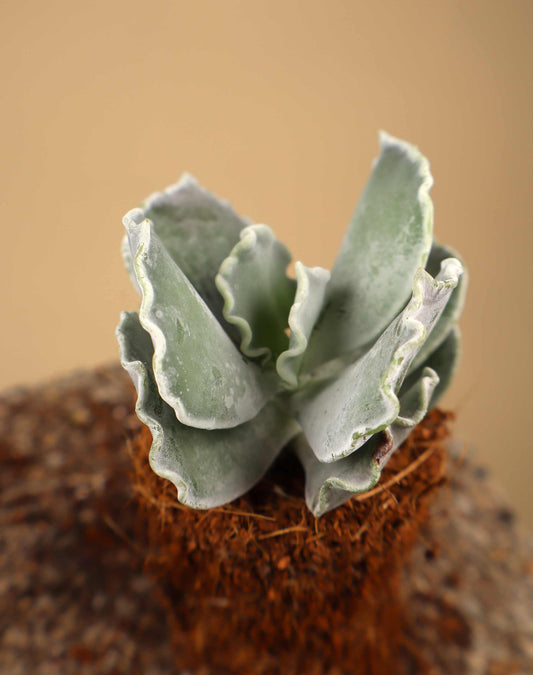 Cotyledon undulata