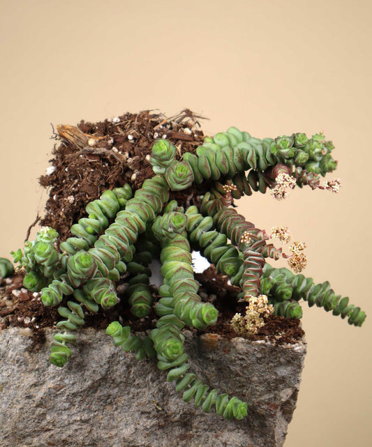Crassula rupestris subsp. marnieriana