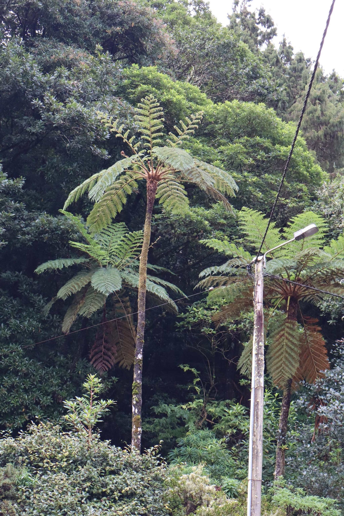 Cyathea cooperi | Trädormbunke