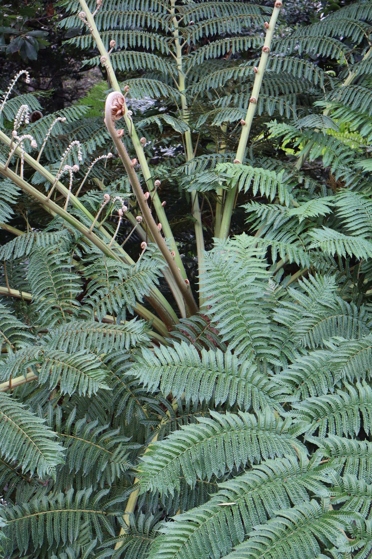 Cyathea cooperi | Trädormbunke