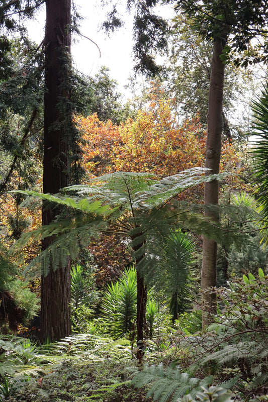 Cyathea cooperi | Trädormbunke