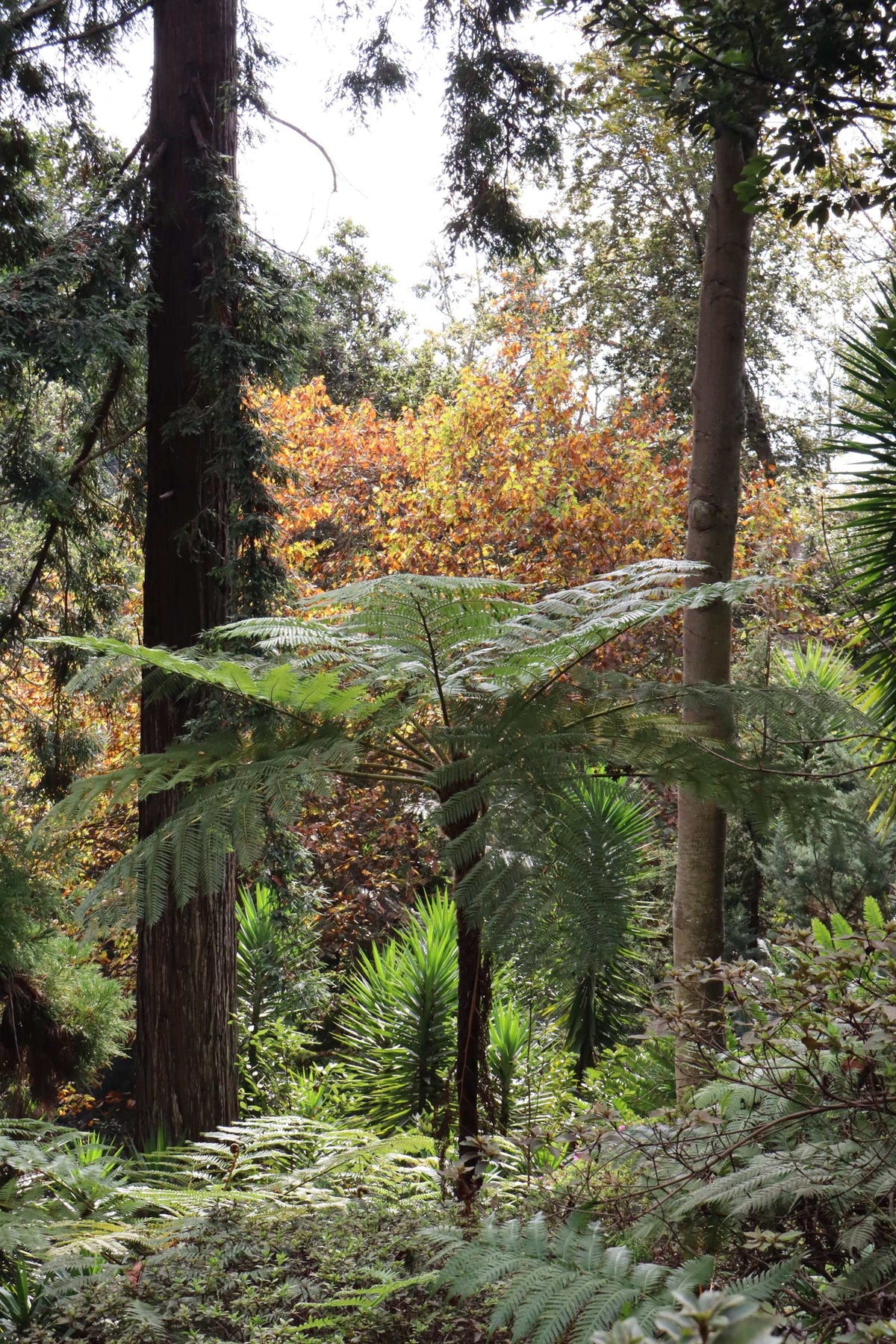 Cyathea cooperi | Trädormbunke