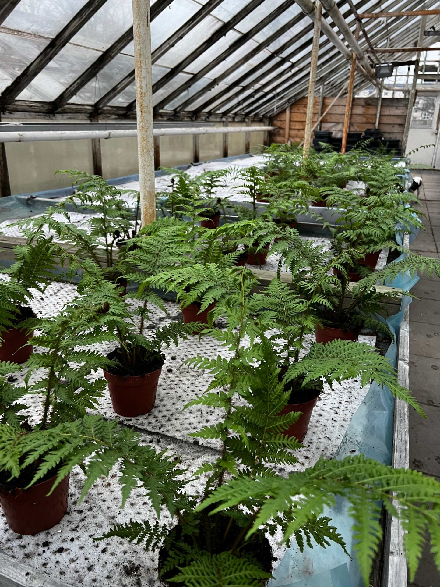 Cyathea cooperi | Trädormbunke växthus