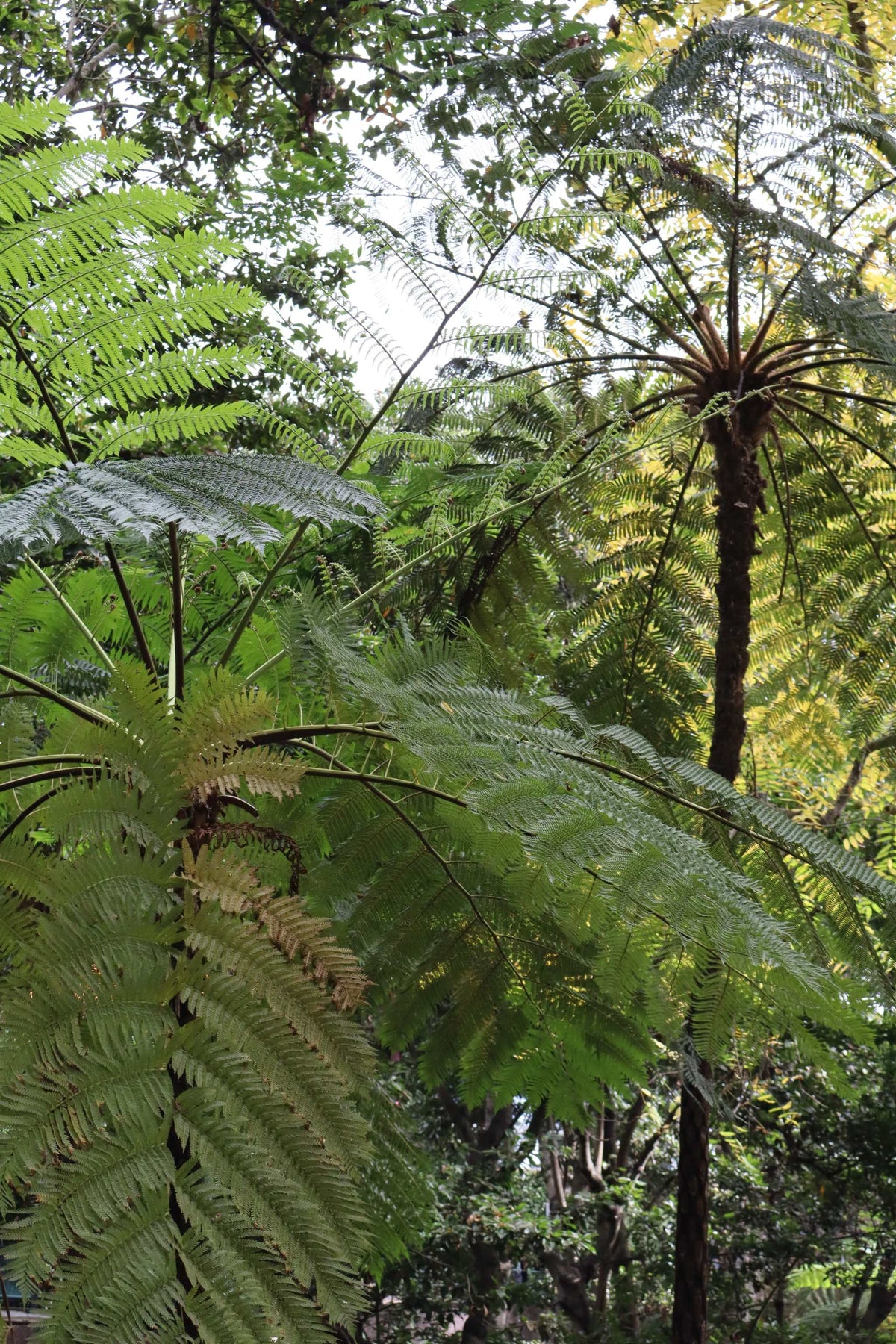 Cyathea cooperi | Trädormbunke