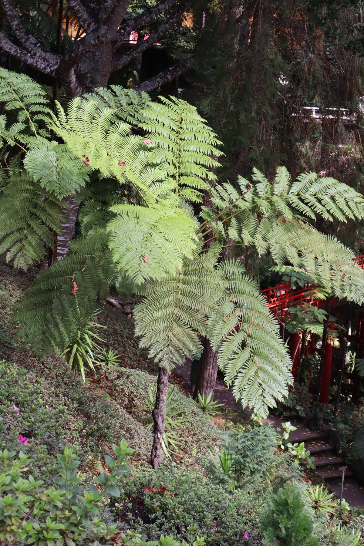 Cyathea cooperi | Trädormbunke