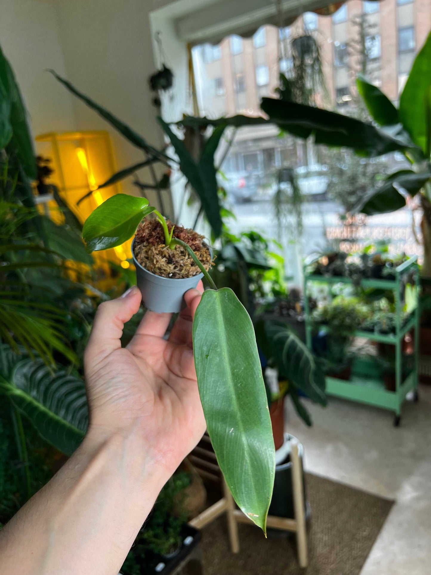 Philodendron spiritus-sancti