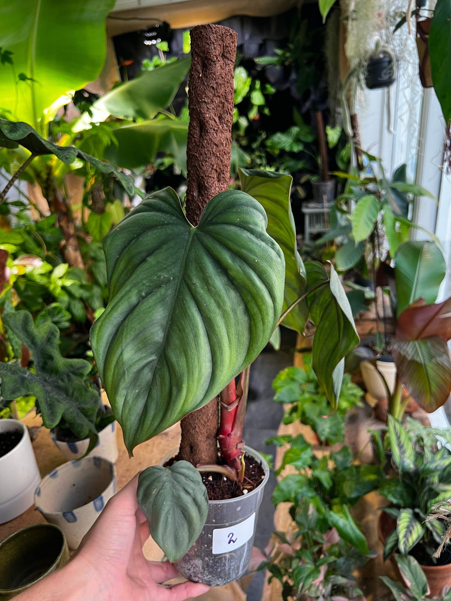 Philodendron sp Colombia