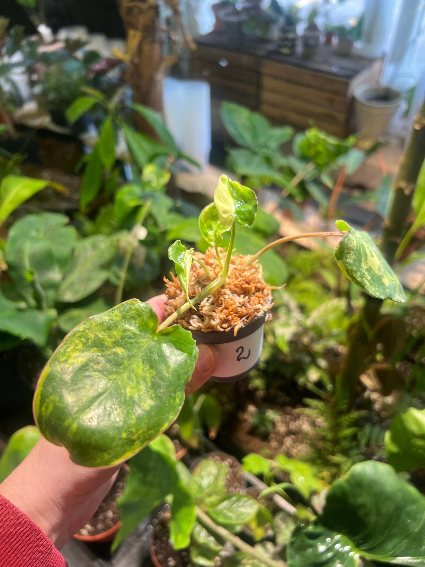 Philodendron burle-marxii albo variegata