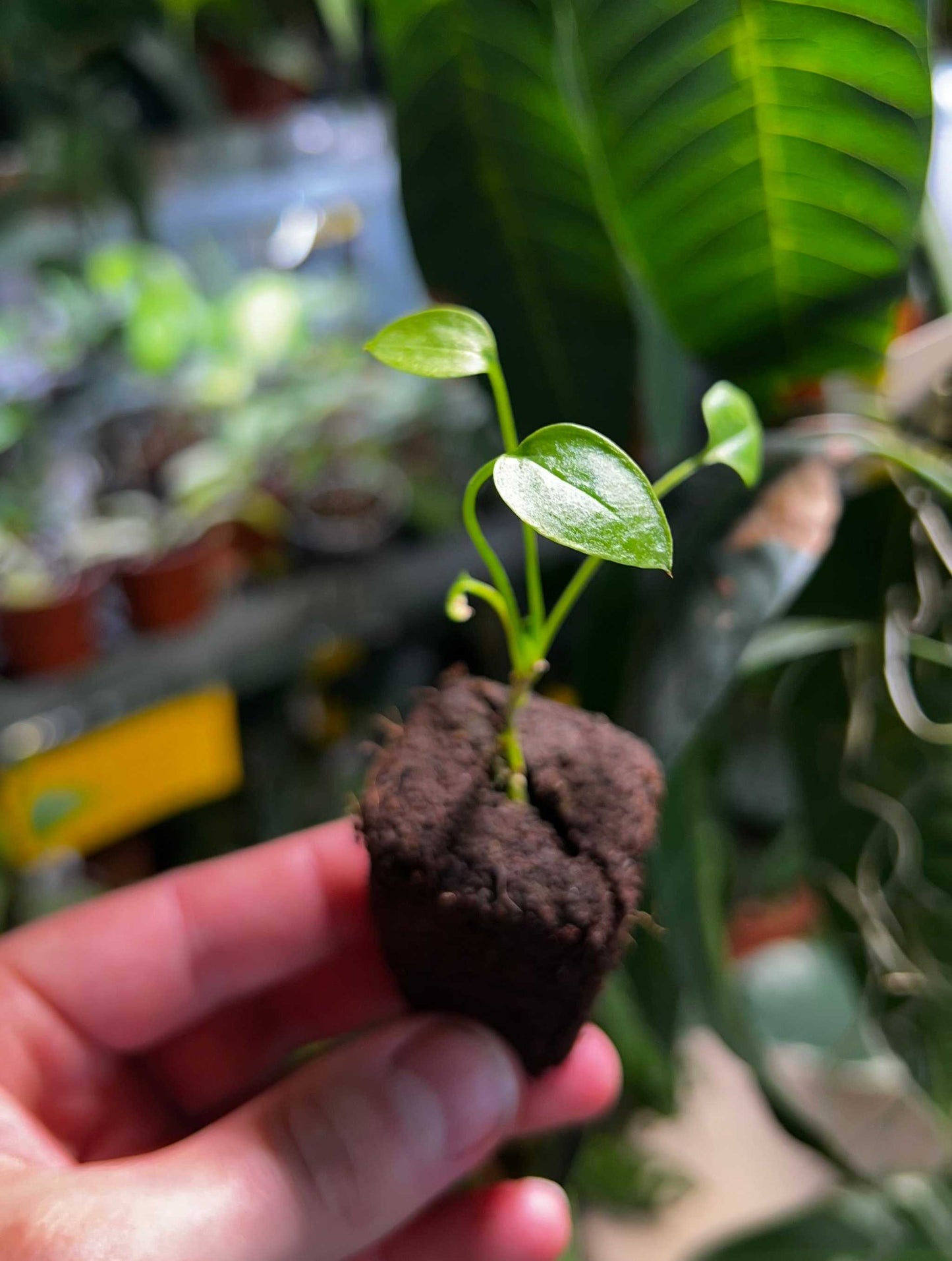 Anthurium jenmanii