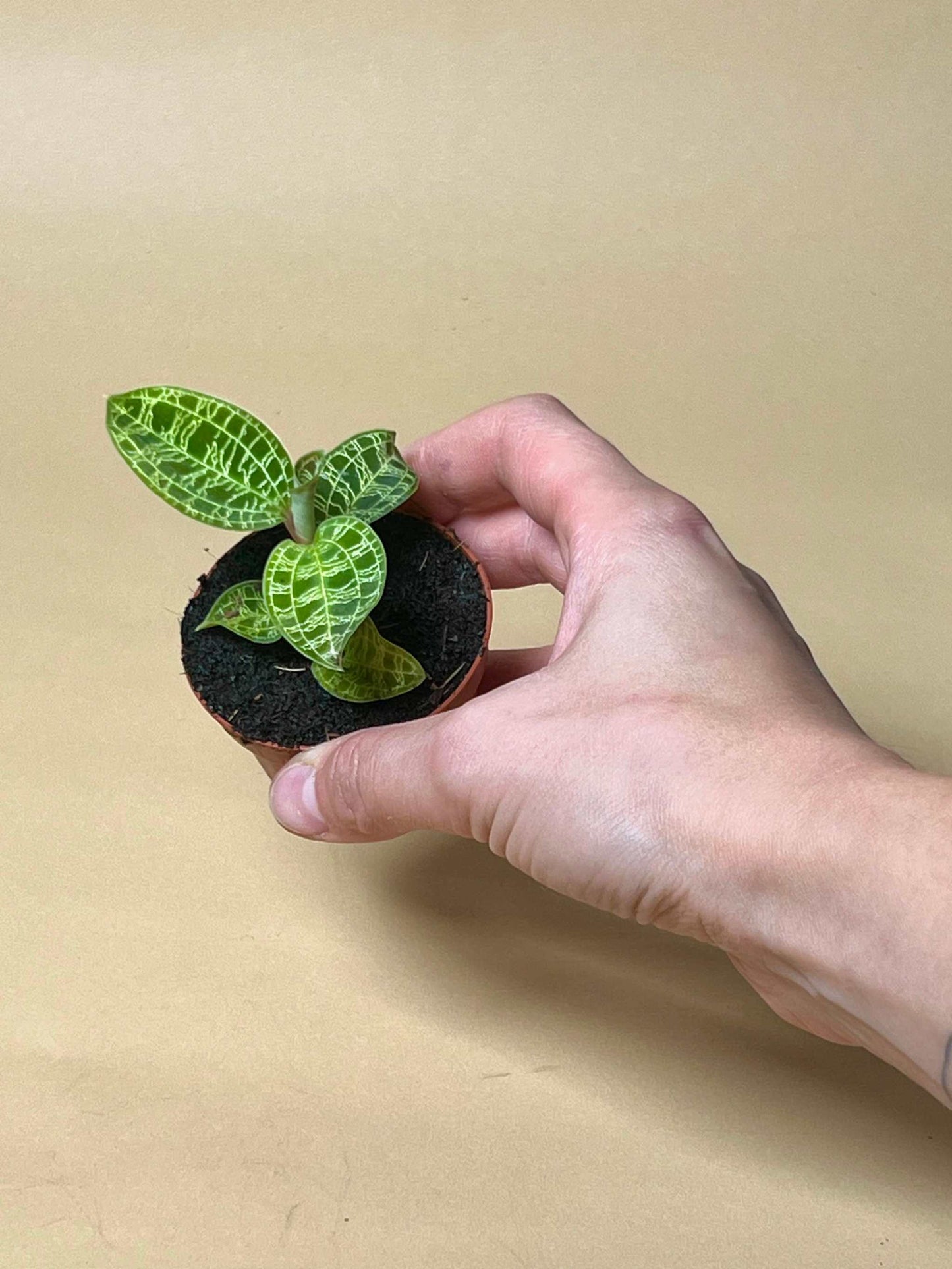 Macodes petola 'jewel orchid'