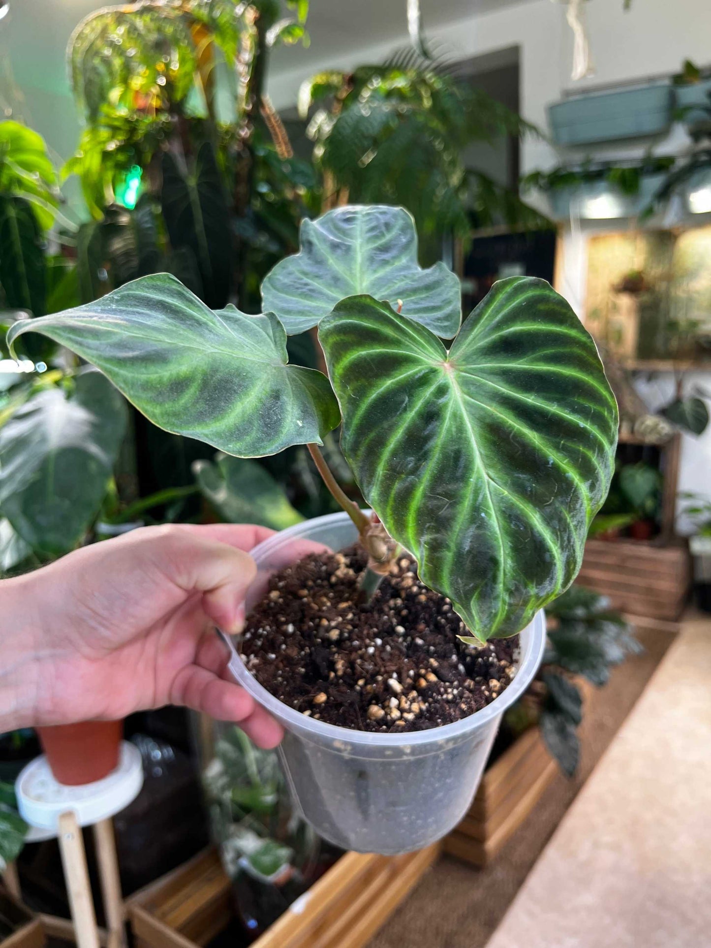 Philodendron verrucosum