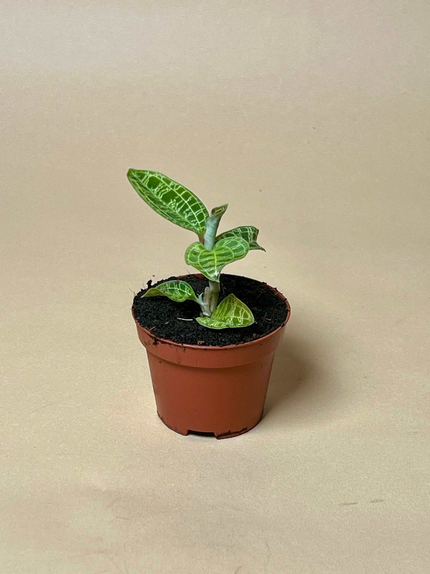 Macodes petola 'jewel orchid'