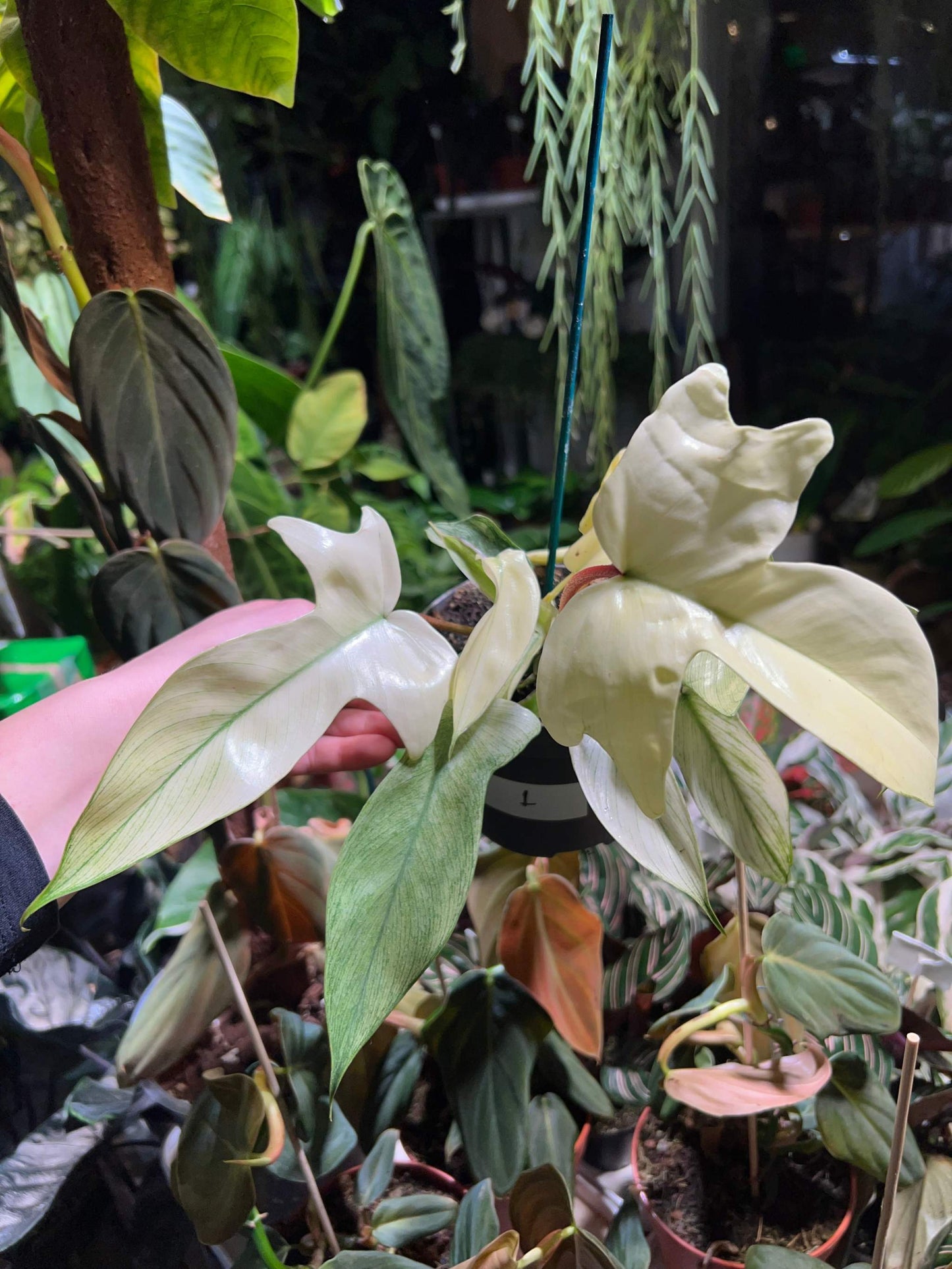 Philodendron 'Florida Ghost' choose your plant