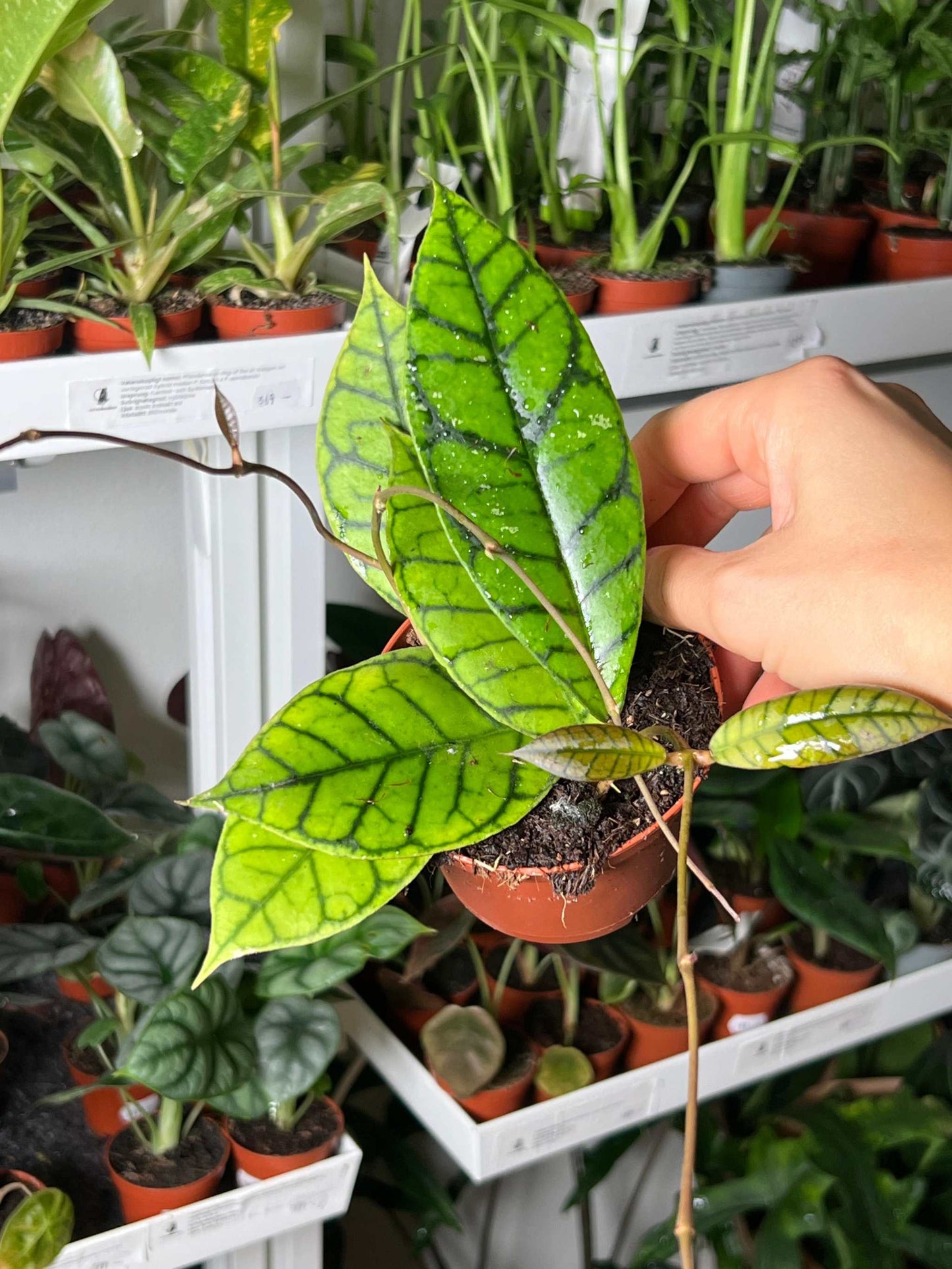 Hoya callistophylla