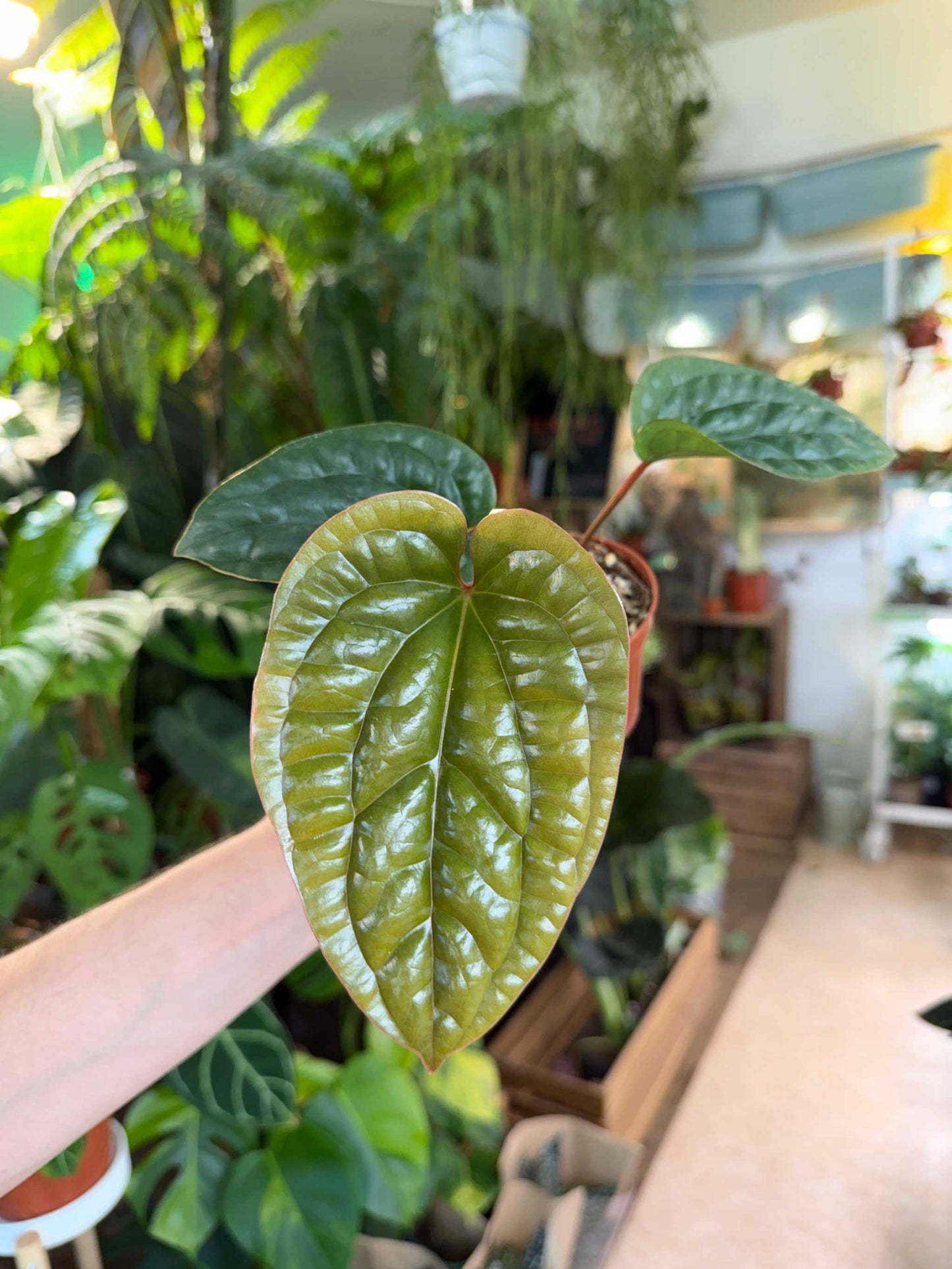 Anthurium luxurians x radicans