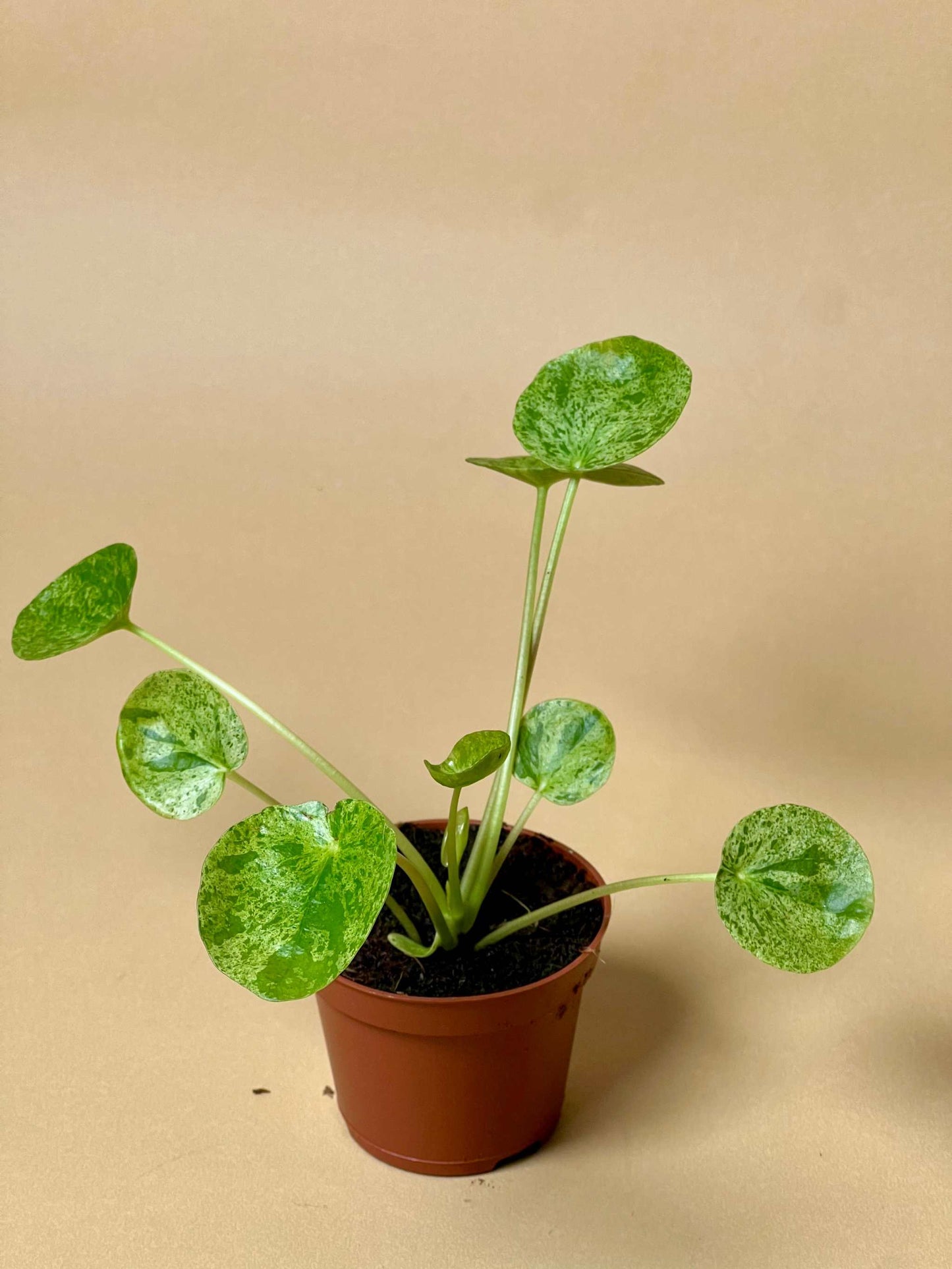 Pilea peperomioides 'Mojito'