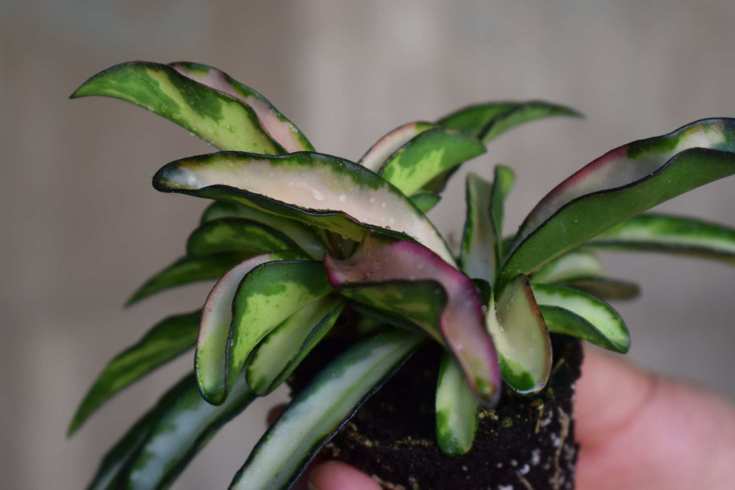 Hoya wayetii 'Tricolor'