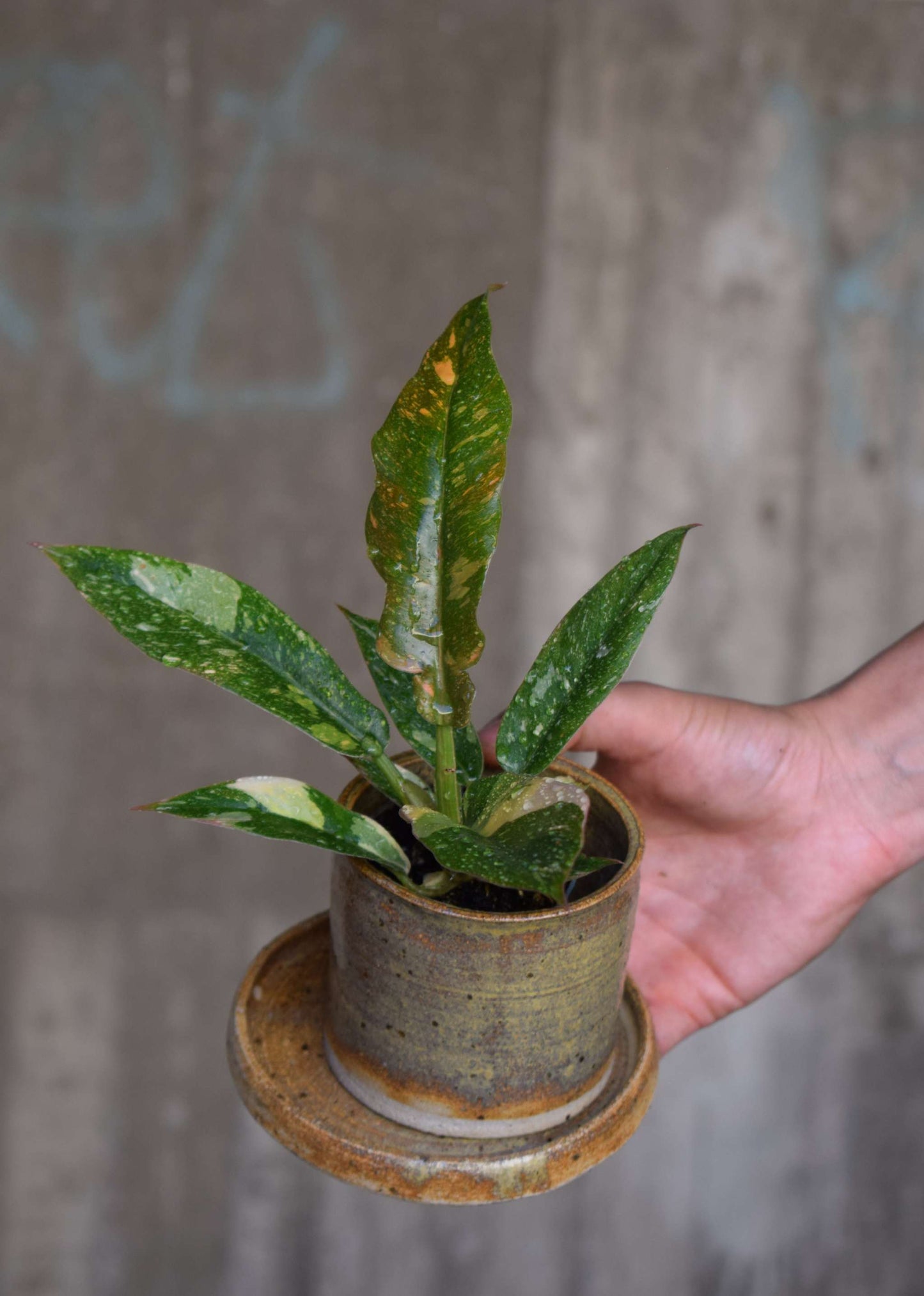 Philodendron 'Ring of Fire'