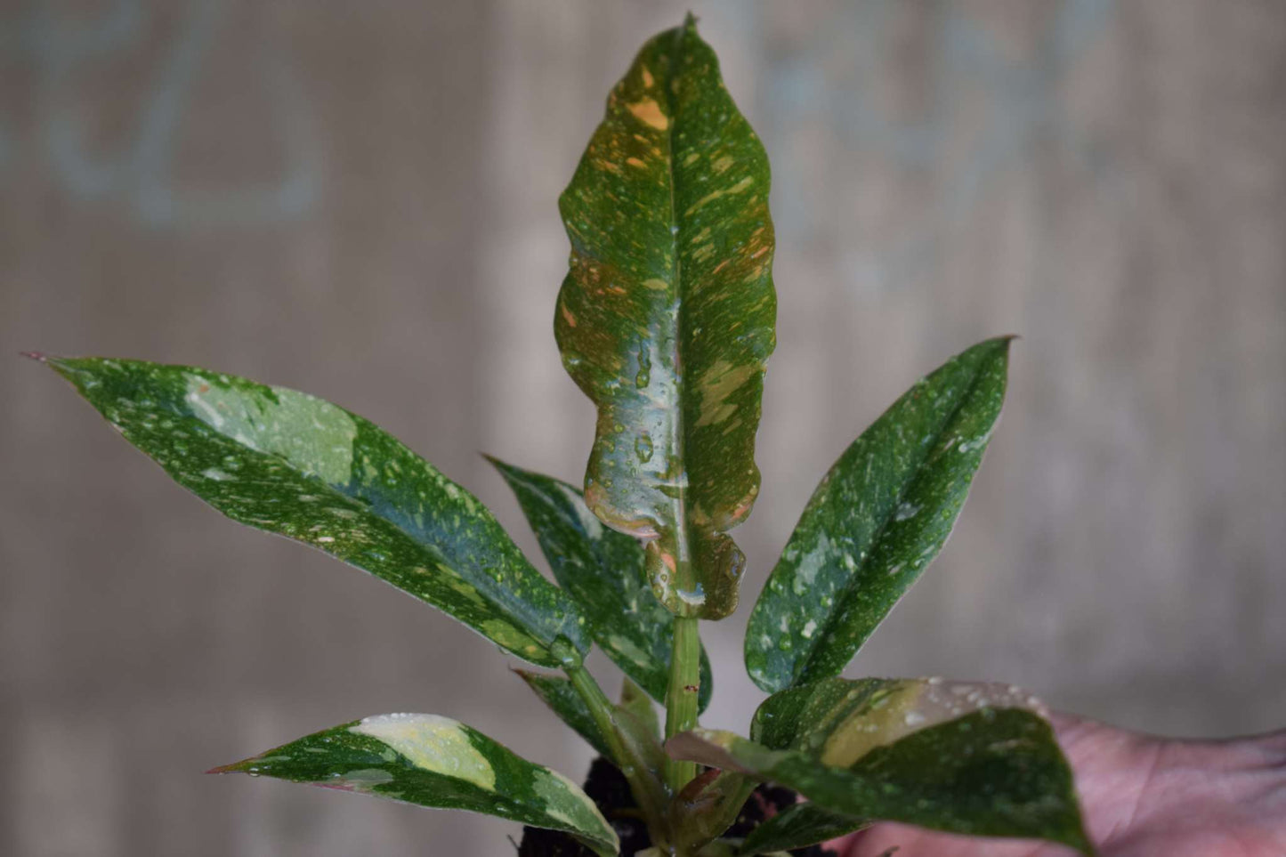 Philodendron 'Ring of Fire'