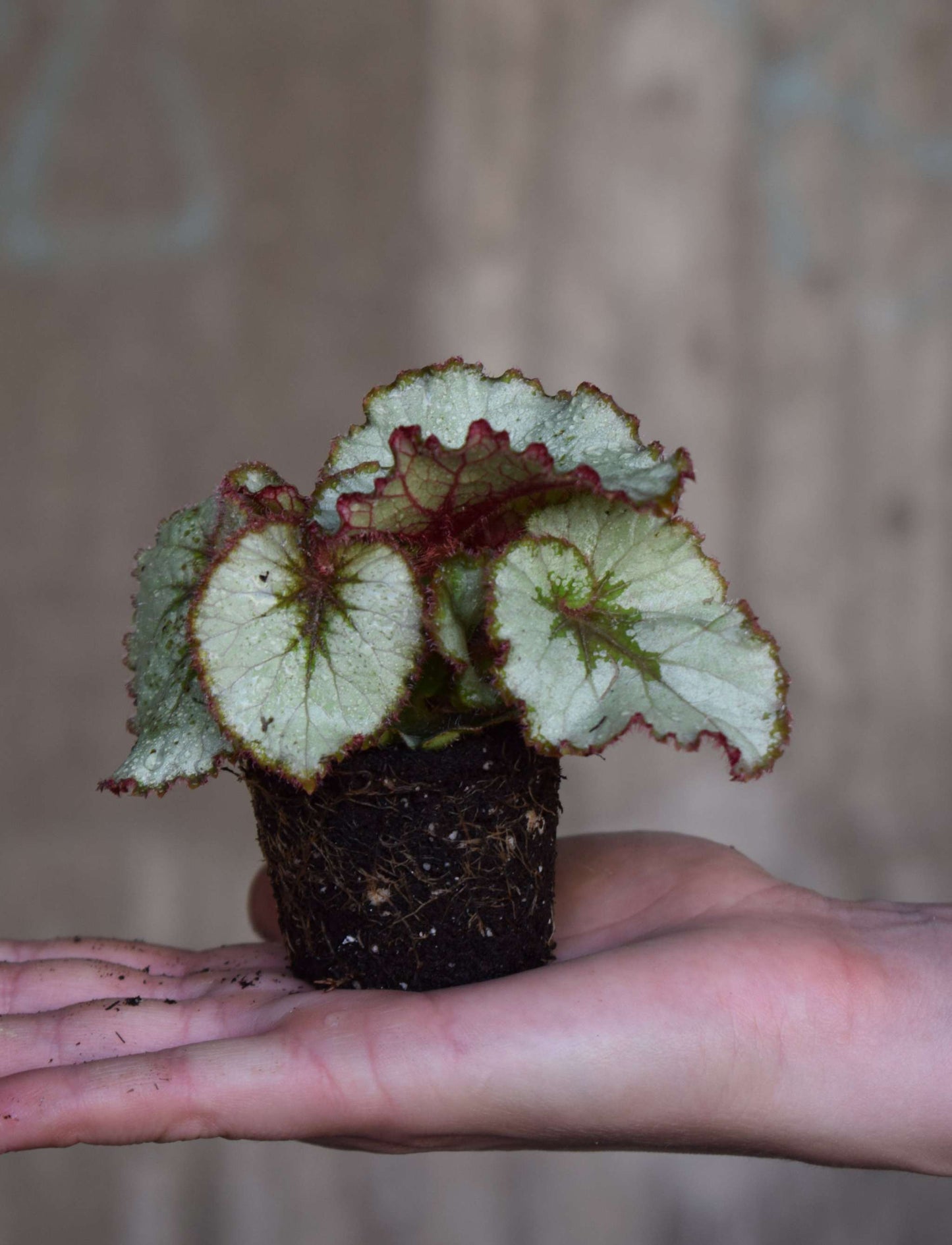 Begonia 'Escargot'