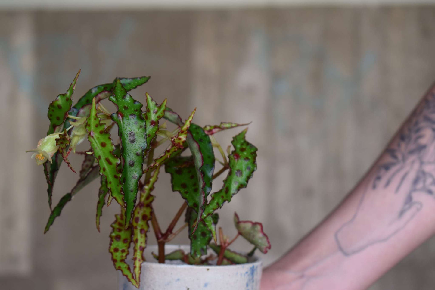 Begonia amphioxus